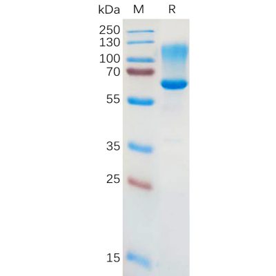 sp-pme101085 cd43 sp1