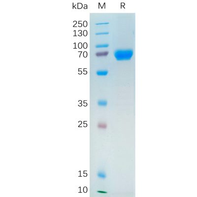 sp-pme101093 nrg1 sp1