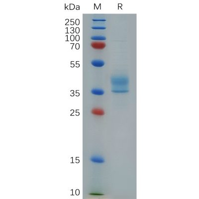 sp-pme101103 ccr8 sp1