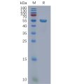 sp-pme101119 fam3d sp1