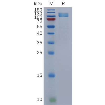 sp-pme101124 npr1 sp1