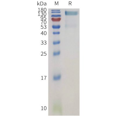 sp-pme101130 ptprg sp1