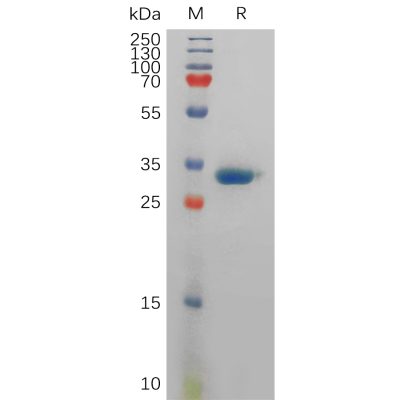 sp-pme101134 klk3 sp1