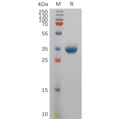 sp-pme101136 pyy sp1