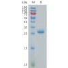 sp-pme101139 btn3a3 sp1
