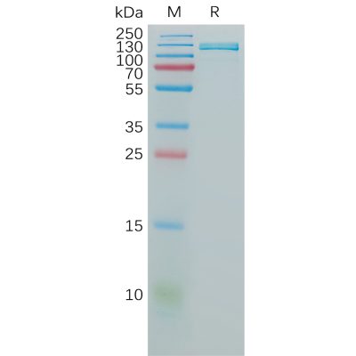 sp-pme101144 cd106 sp1