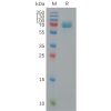 sp-pme101145 bcam sp1