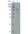 sp-pme101146 s protein rbd sp1