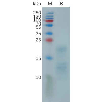 sp-pme101151 a29l sp1