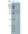 sp-pme101155 il9 sp1