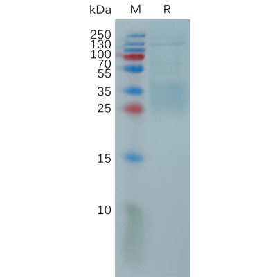 sp-pme101155 il9 sp1