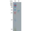 sp-pme101159 fgl1 sp1