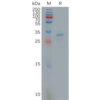 sp-pme101159 fgl1 sp1