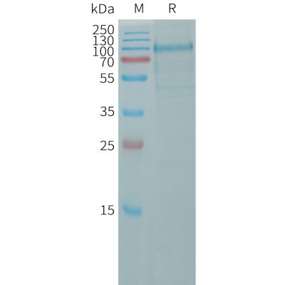 sp-pme101169 cdh10 sp1