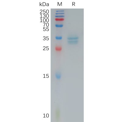 sp-pme101181 cldn3 sp1