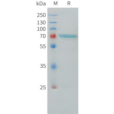 sp-pme101187 lgals3bp sp1