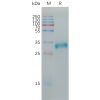 sp-pme101189 cldn6 sp1