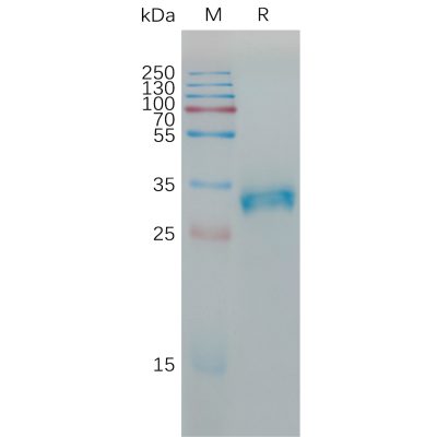 sp-pme101189 cldn6 sp1