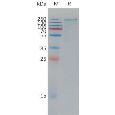 sp-pme101193 lrp6 sp1