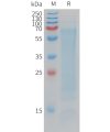 sp-pme101202 cd300lg sp1