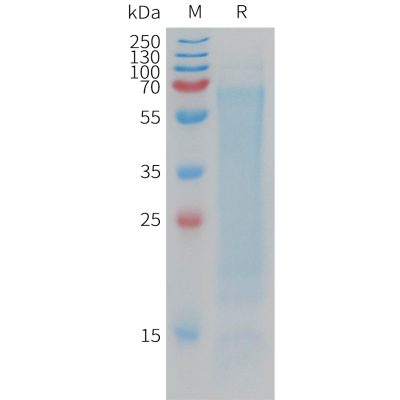 sp-pme101202 cd300lg sp1