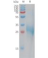 sp-pme101203 clec1b sp1