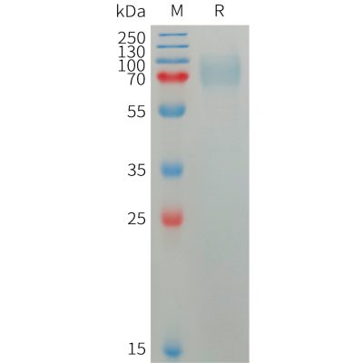 sp-pme101220 plxdc2 sp1