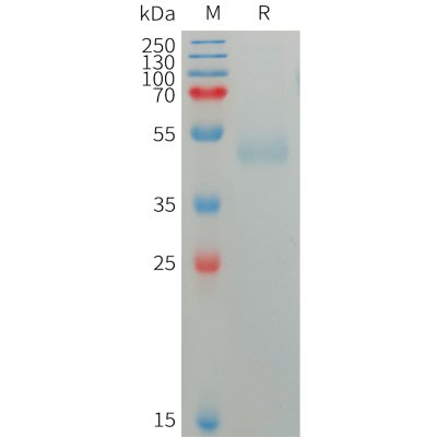 sp-pme101222 sirpg sp1