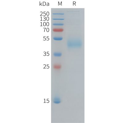 sp-pme101383 cd33 sp1