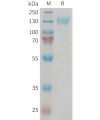 sp-pme101404 cgrpr and ramp1 sp1