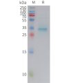 sp-pme101434 pth sp1