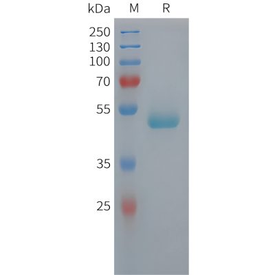 sp-pme101440 pedf sp1