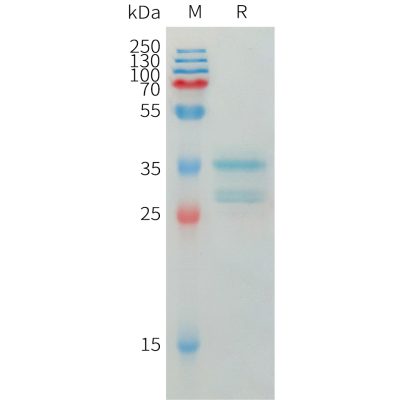 sp-pme101445 cxcl10 sp1