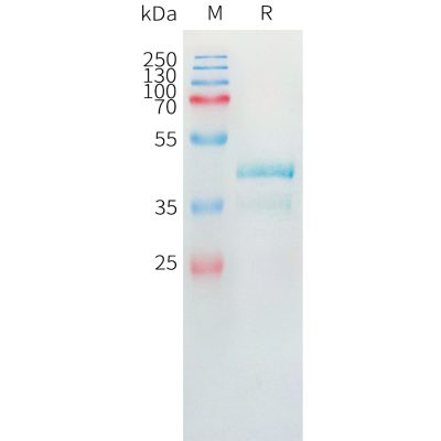 sp-pme101446 ccl24 sp1