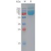 sp-pme101448 mog sp1