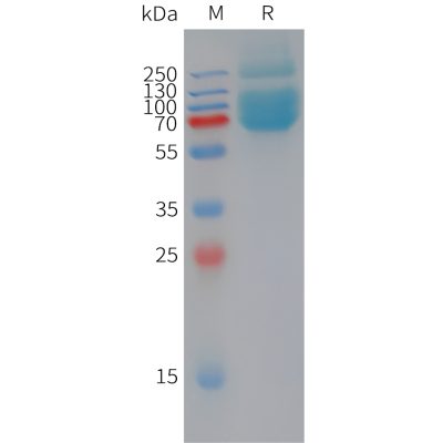 sp-pme101448 mog sp1