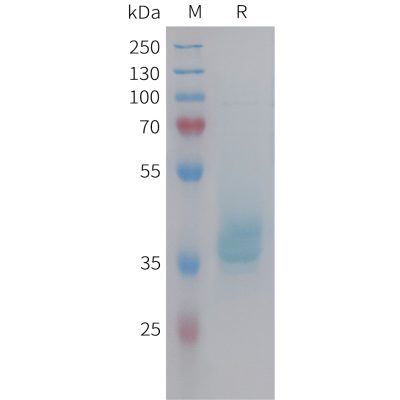 sp-pme101454 gip sp1