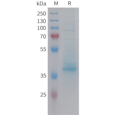 sp-pme101465 cxcl14 sp1