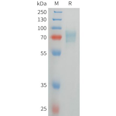 sp-pme101478 cd105 sp1