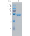 sp-pme101491 vegf165 sp1