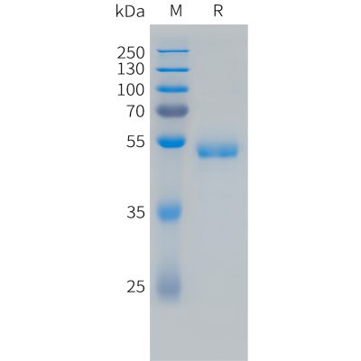 sp-pme101491 vegf165 sp1