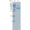 sp-pme101498 dll3 sp1