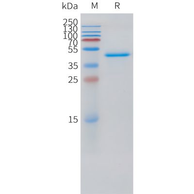 sp-pme101521 vegfd sp1 1