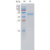 sp-pme101522 cd3g sp1