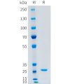 sp-pme101524 cfd sp1