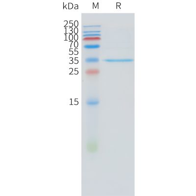 sp-pme101530 steap1 sp1