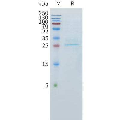 sp-pme101540 clec1a sp1