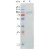 sp-pme101547 crtam sp1