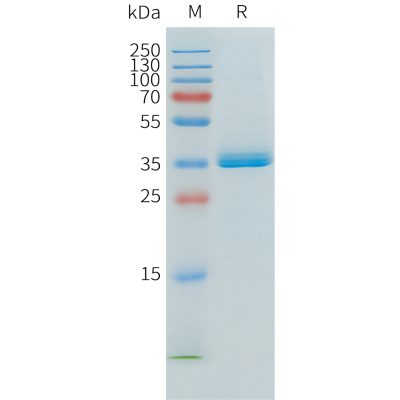 sp-pme101549 apoe2 sp1