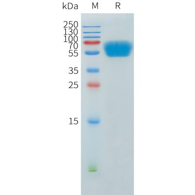 sp-pme101550 acvr2a sp1